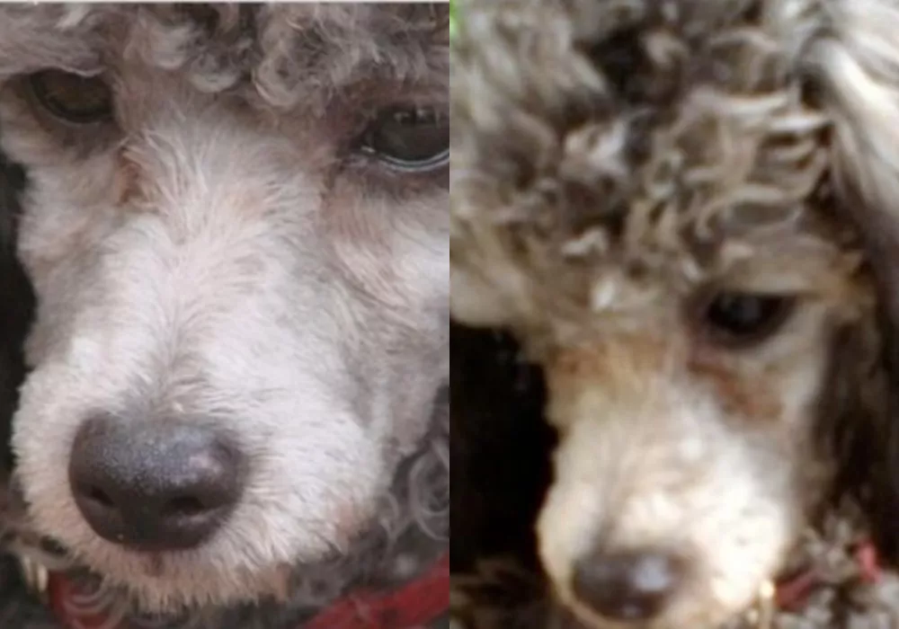 Mascota- Caso Jimena Salas