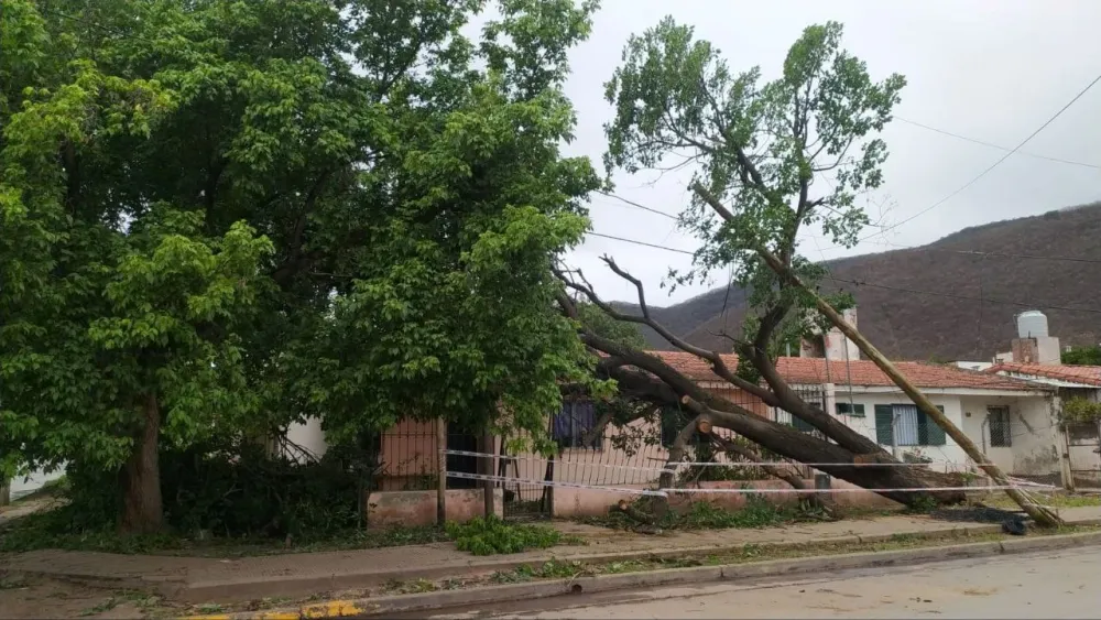 Árbol caido en Villa Mitre 2