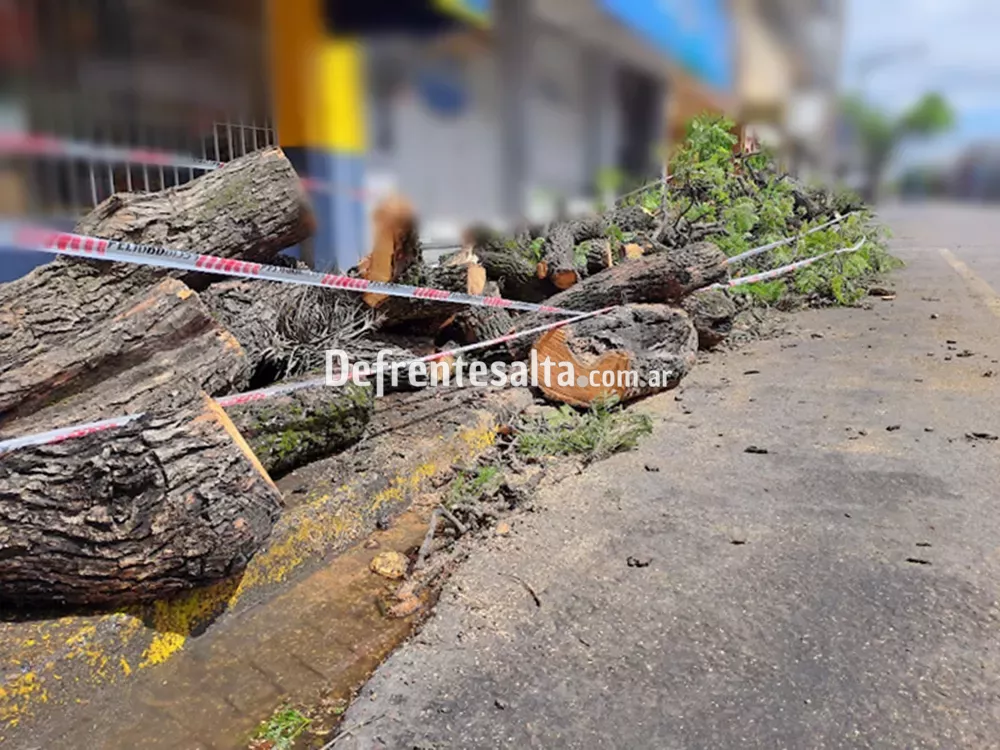 Árbol de gran porte