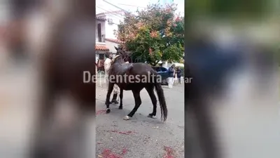 Caballo se descompensó en el desfile.