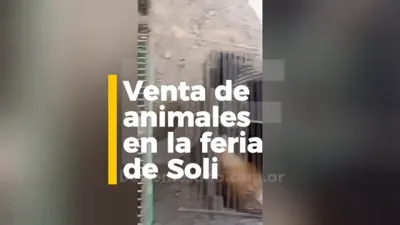 Animales a la venta en la feria de Soli.