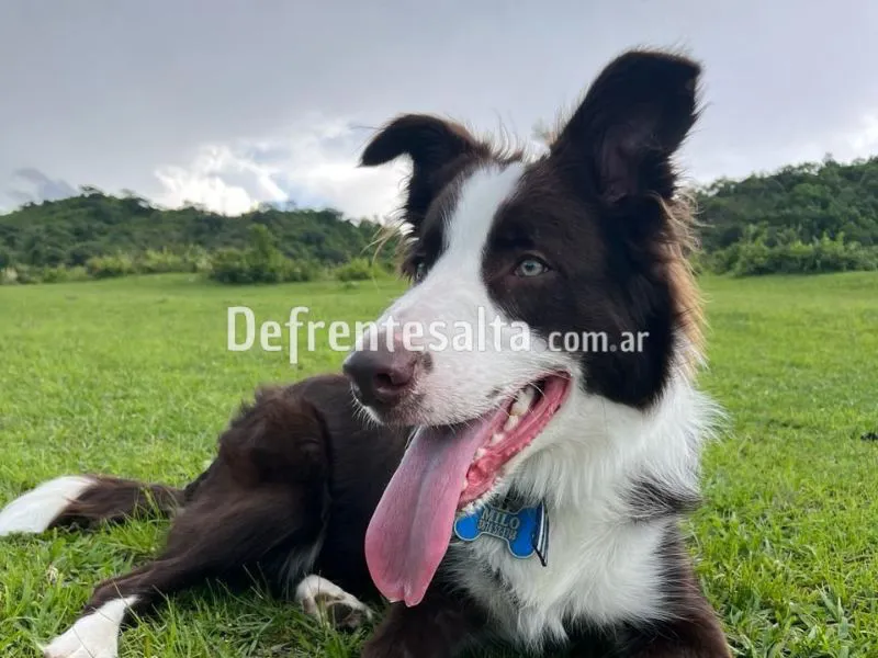 Buscamos a Milo.