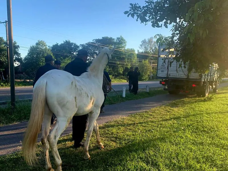 Los caballos son trasladados al camión policial.