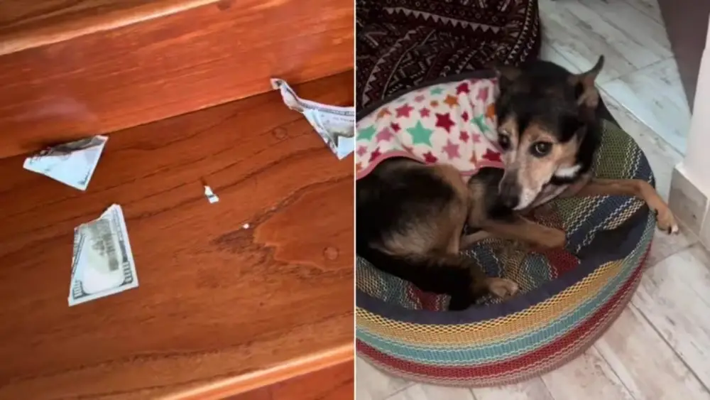Perrito