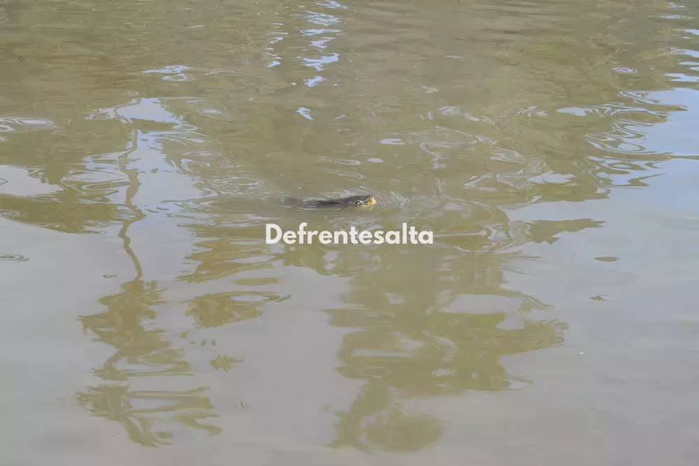 Peces muertos en el lago