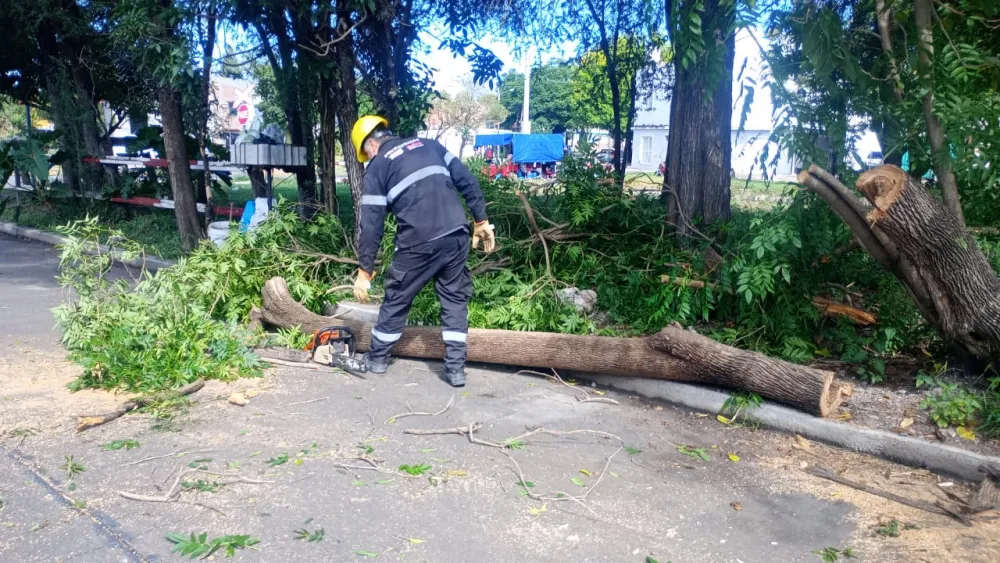 Retiran restos del árbol