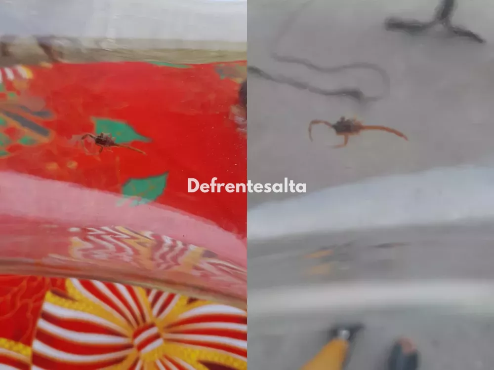 Alacranes