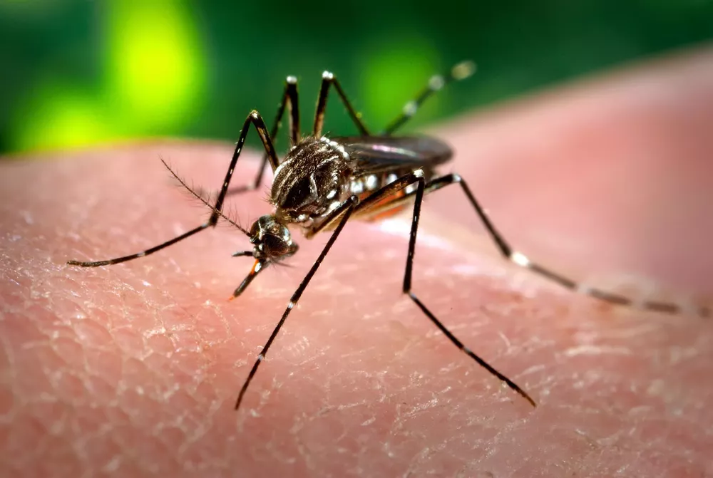 dengue1-1