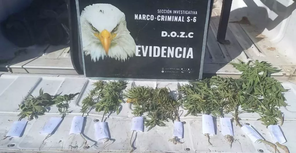 plantines-19AGO23-1024x530