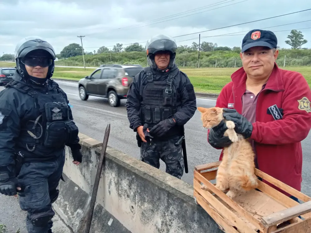 Gatito atrapado en avenida Bolivia.-