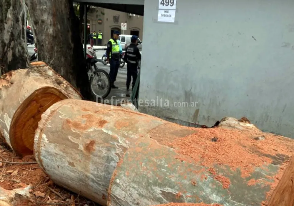 Arból caido tras el temporal