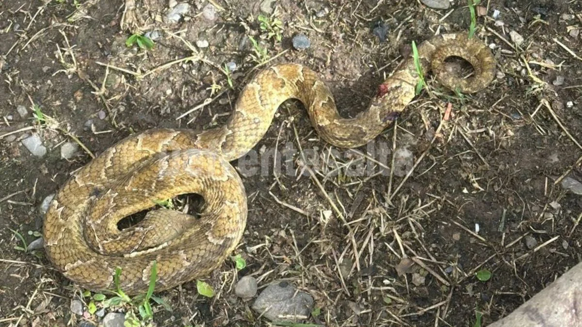 La víbora que sorprendióa  la vecina de barrio El Huaico 