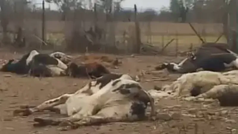 Vacas muertas en Rosario de Lerma.- 
