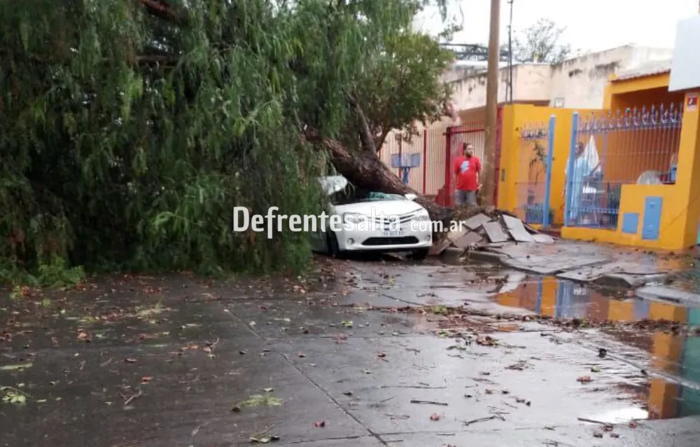 Arbol de gran porte cayó sobre un auto