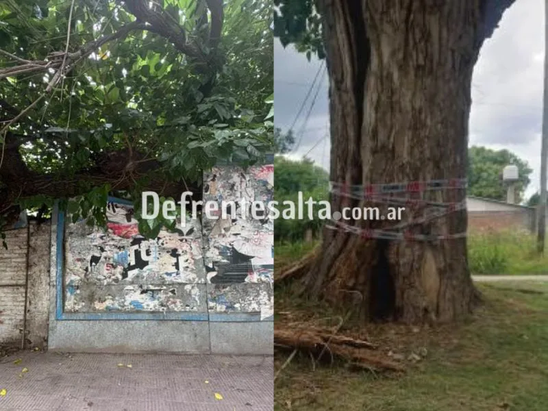 Un peligro: árboles a punto de caerse.