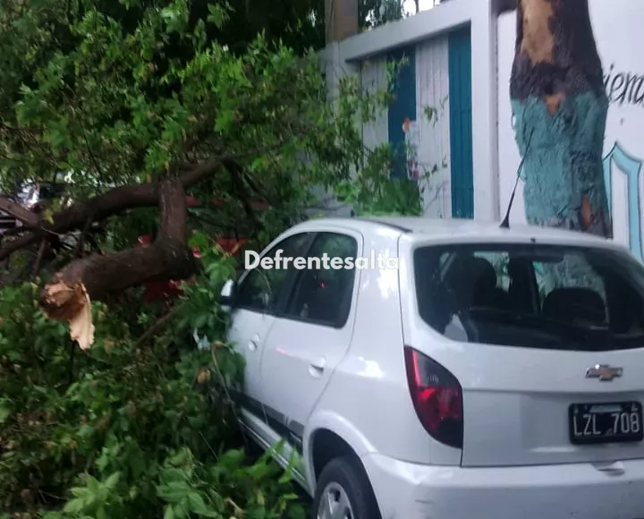 Cayó un árbol sobre un automóvil