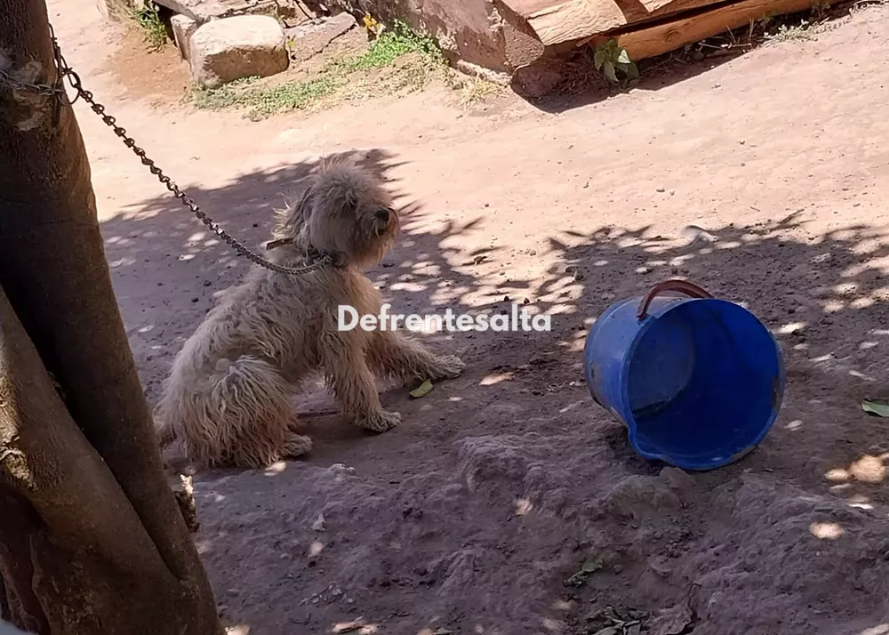 El perro damnificado