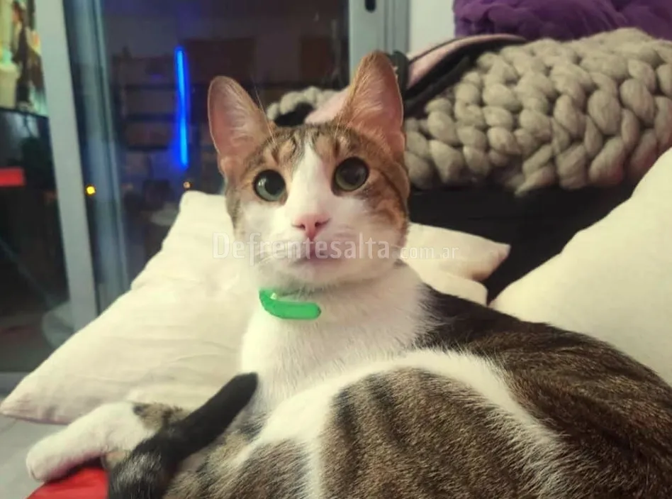 Simón. el gatito extraviado