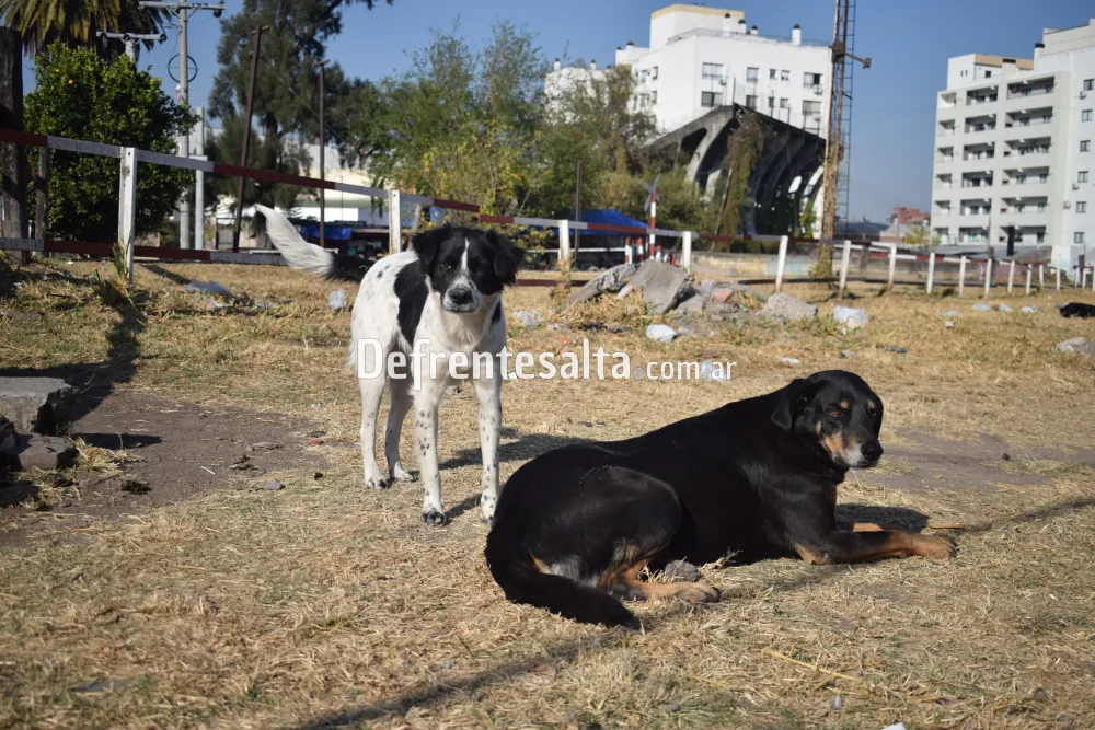 Perritos Callejeros
