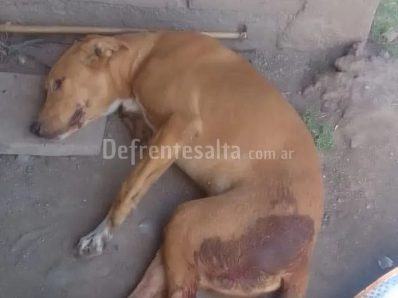 "Capitán": el perrito baleado.