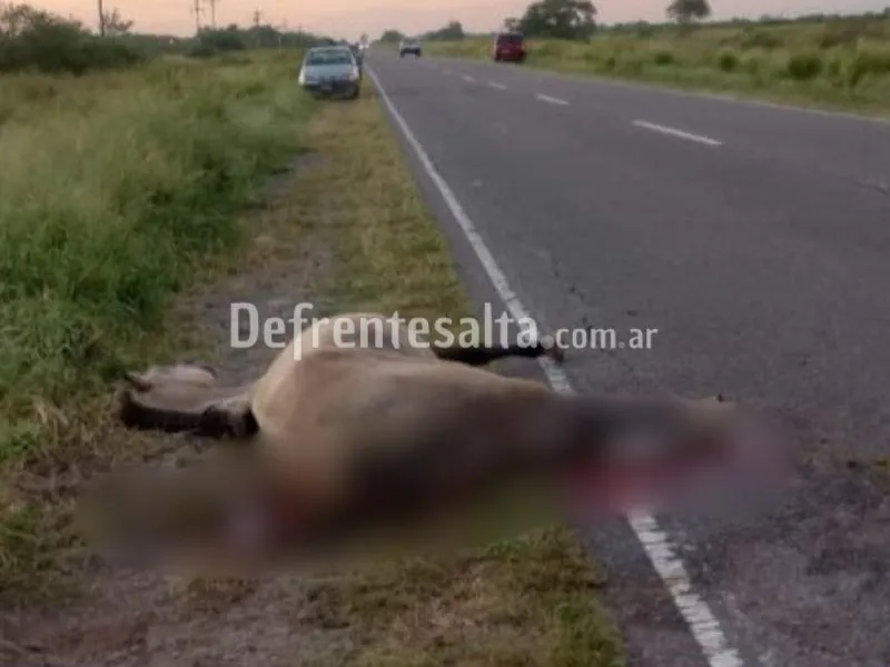 El caballo totalmente herido. 