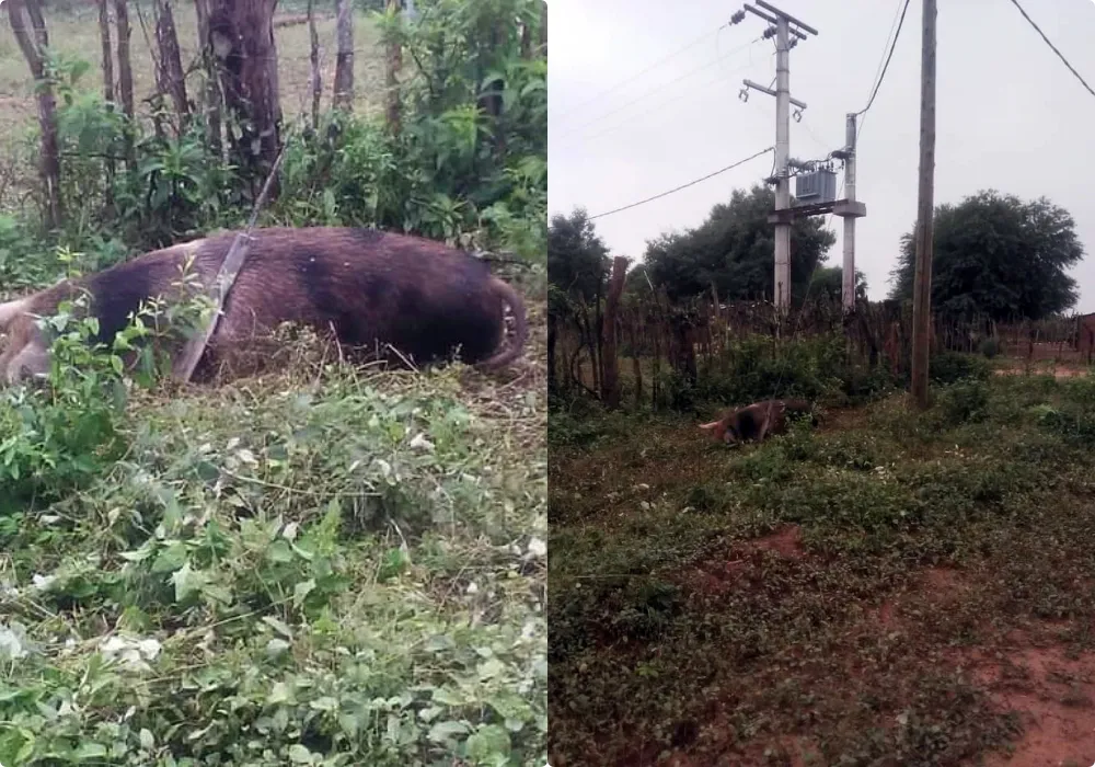 Embarcación el lugar del hecho