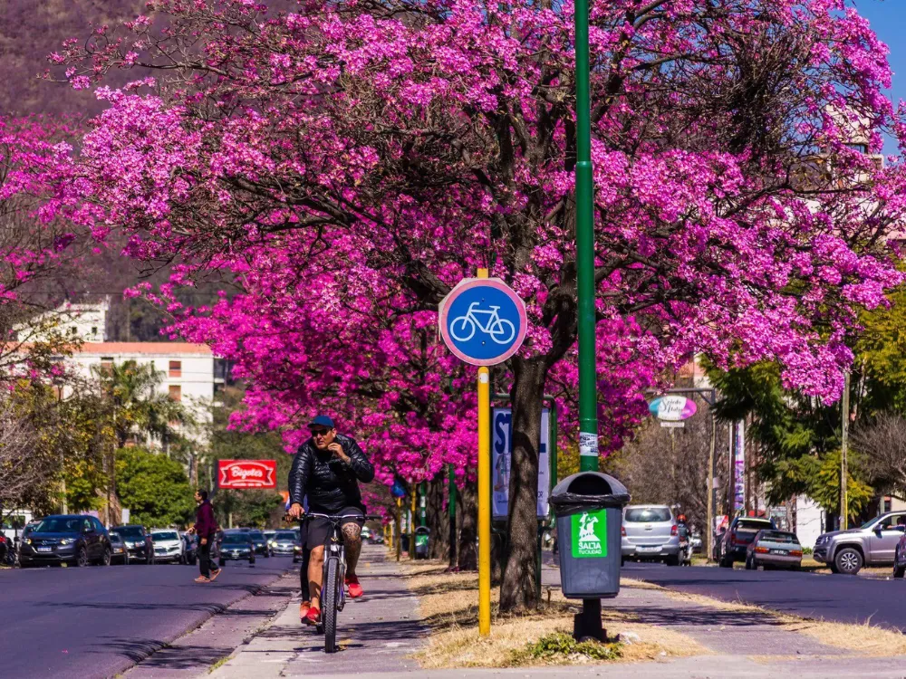 Lapachos de Tres Cerritos