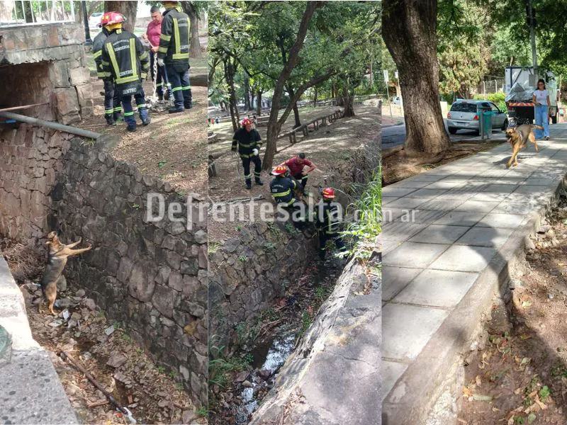 Así fue el rescate del perrito.