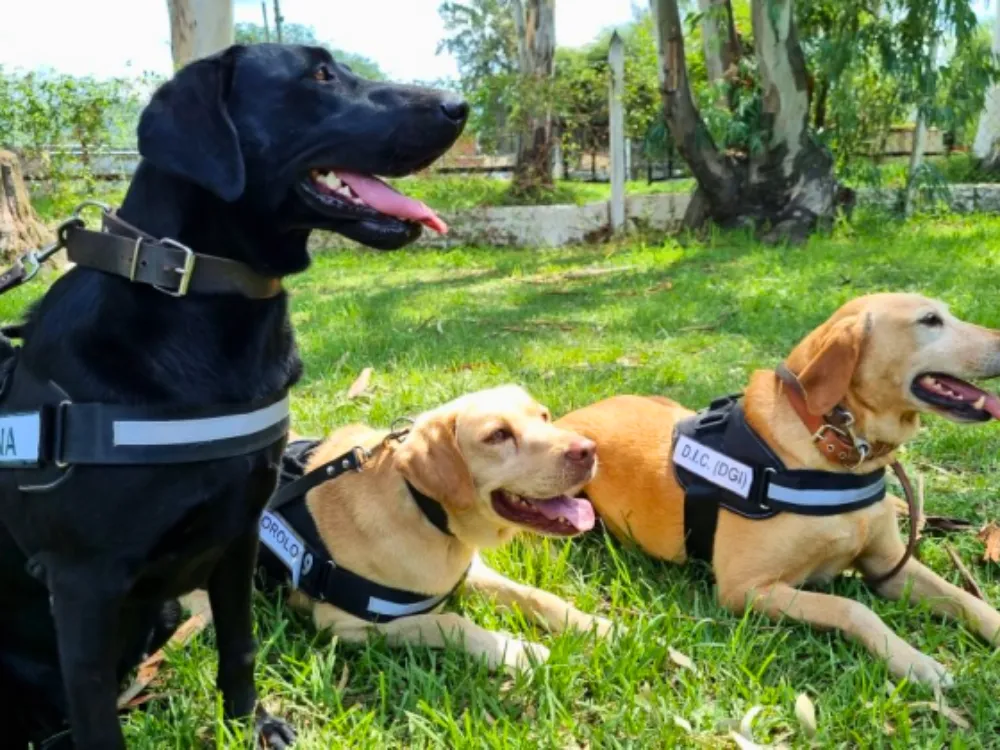 Canes especiales en búsqueda de personas.