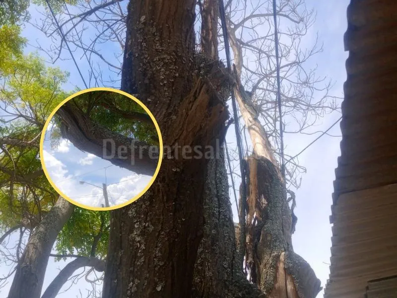 Un peligroso árbol a punto de caer.  Bº Apolinario Saravia.