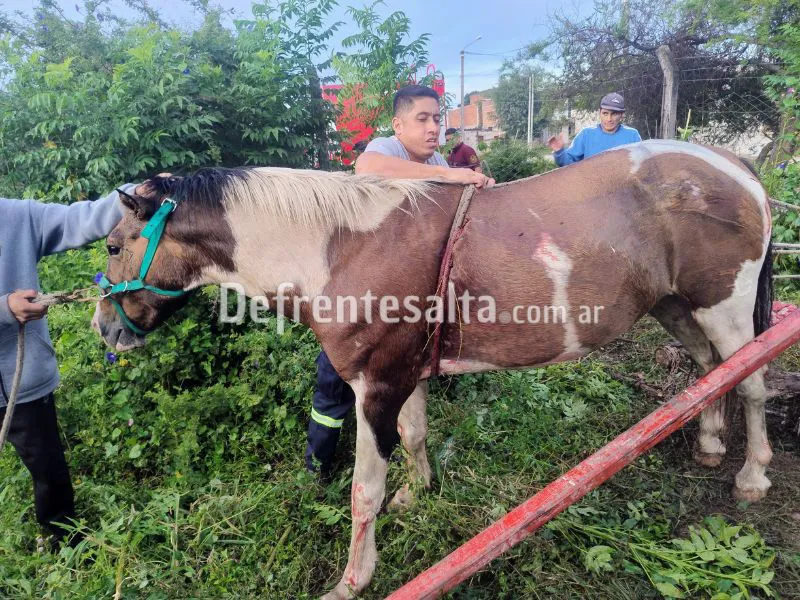 Rescatan a un caballo que cayó a una fosa.