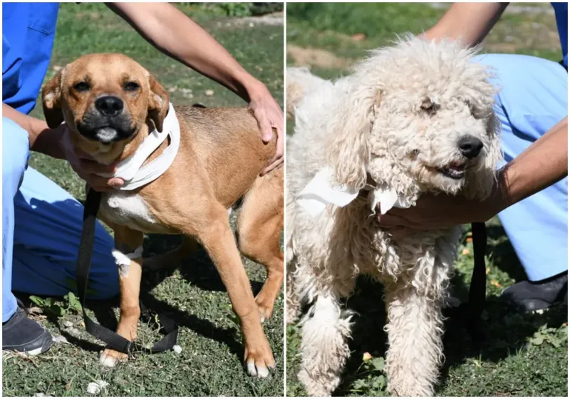 Perritos peregrinos