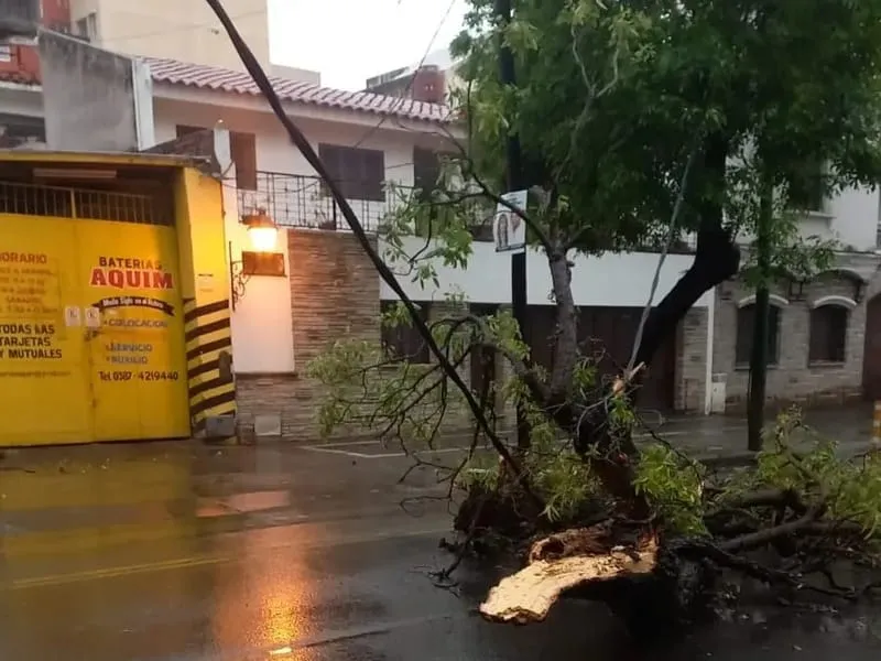 Ramas caídas tras las lluvias.