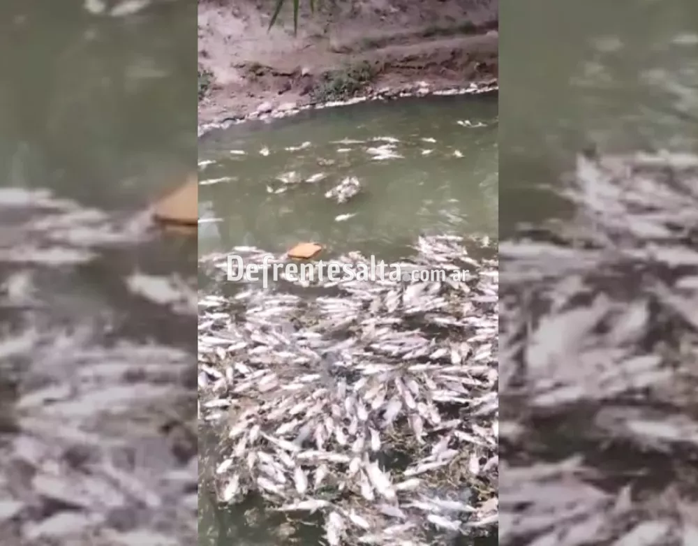 Peces muertos O