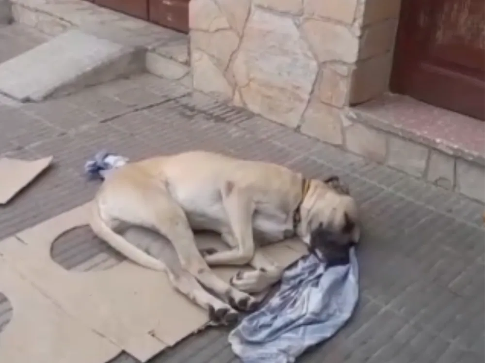 Perrito perdido. Junín al 400