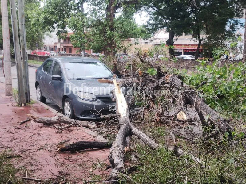 Árbol caído.  Imagen: VIoleta Gil.