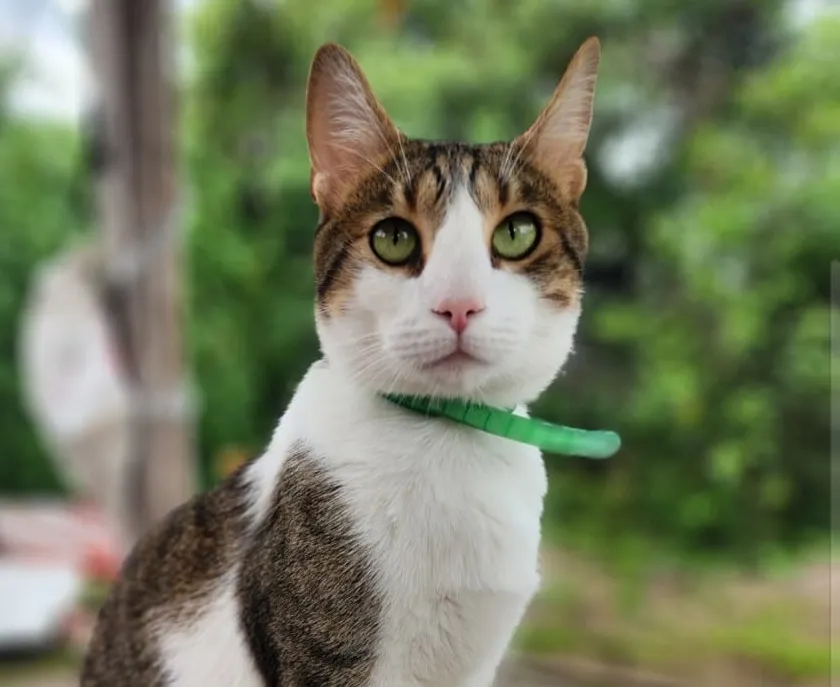 Simón. el gatito extraviado 2