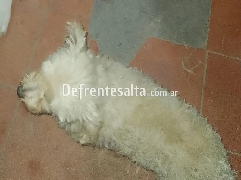Perla, la caniche perdida.
