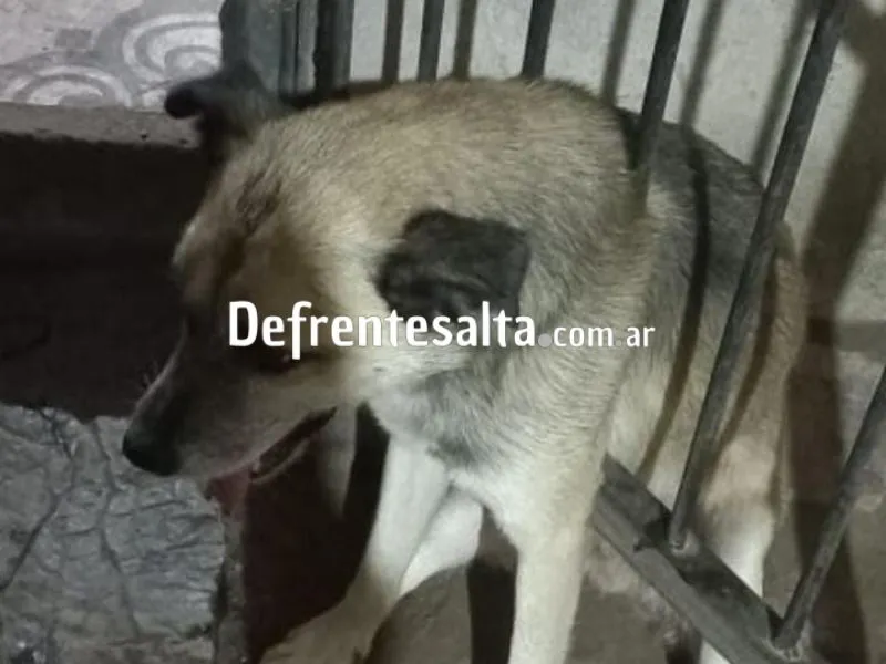 El perrito atascado.