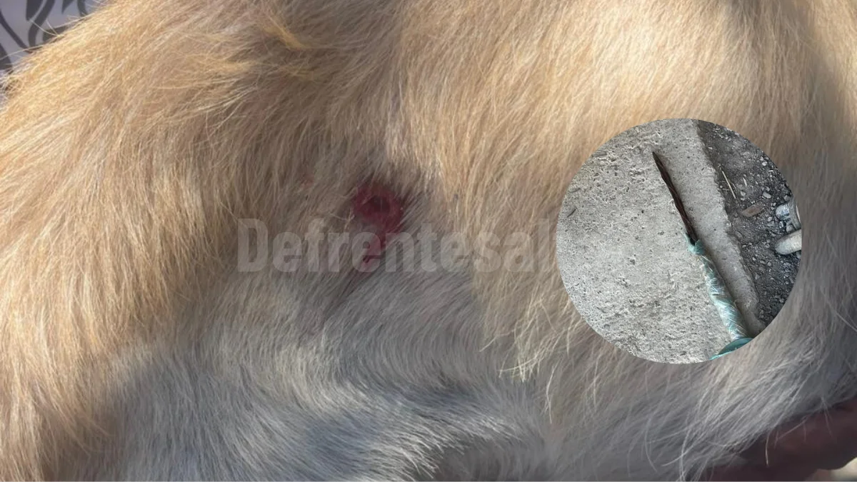 Un perro fue apuñalado en la tercera etapa de barrio Solidaridad