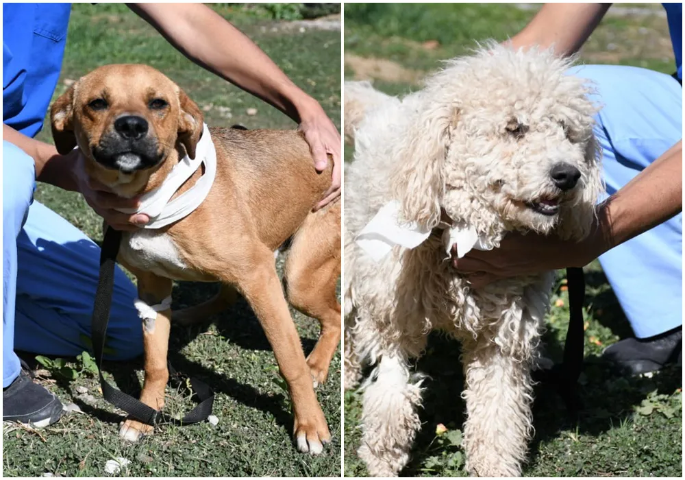 Perritos peregrinos