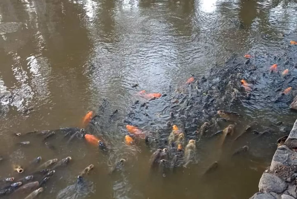 Peces muertos en el Parque San Martín