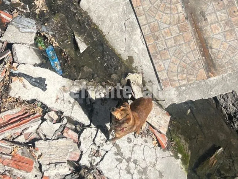 El perrito en la vereda hundida del parque San Martín.