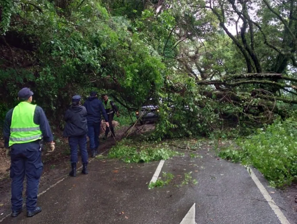 Árbol caido sobre la ruta