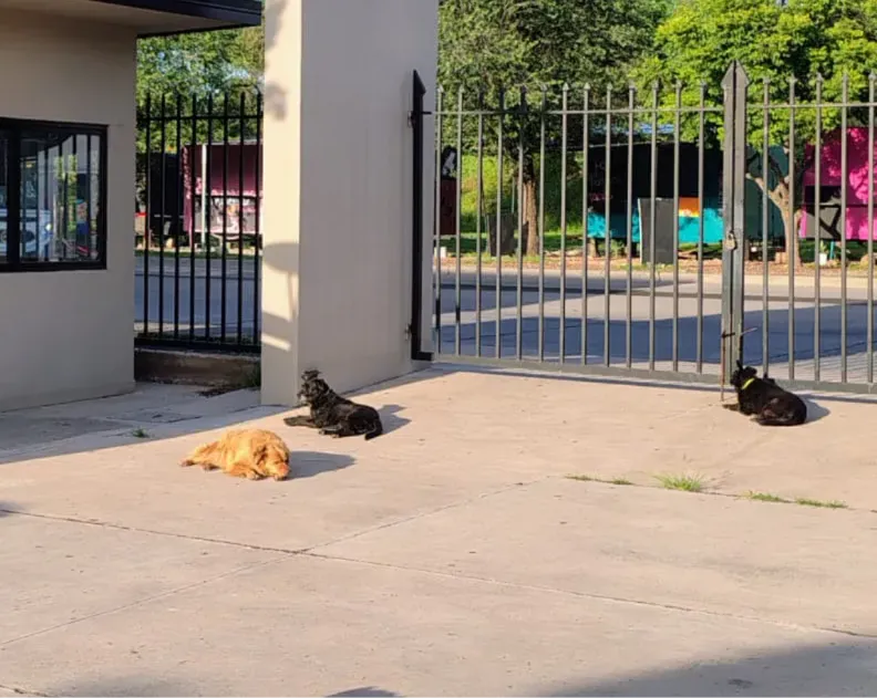 Los perritos de la UNSa.