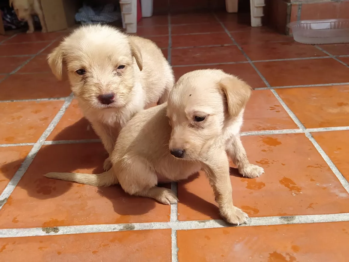 PERRITOS