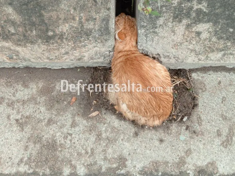 Gatito atrapado en avenida Bolivia.-