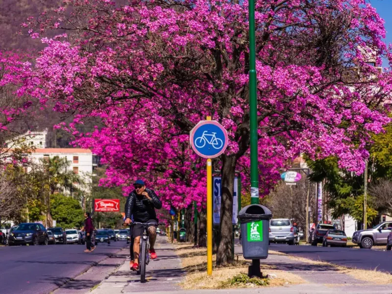 Lapachos de Tres Cerritos