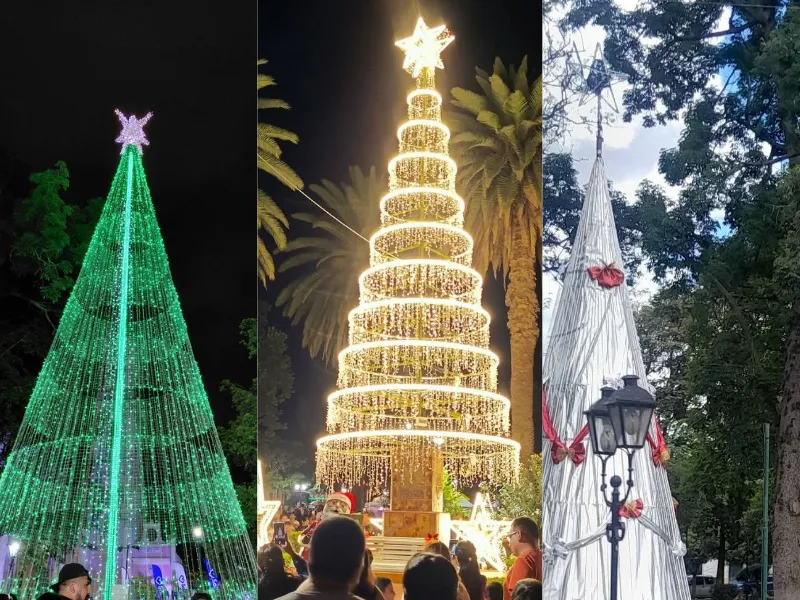 Árboles de Navidad.