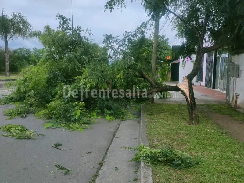 Árbol caido en avenida Arenales.